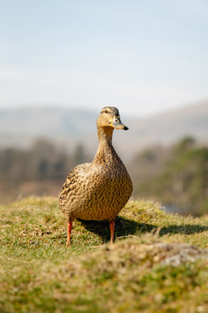 A female mallard duck in brown plumage standing on grass and looking directly at the cameraの写真素材