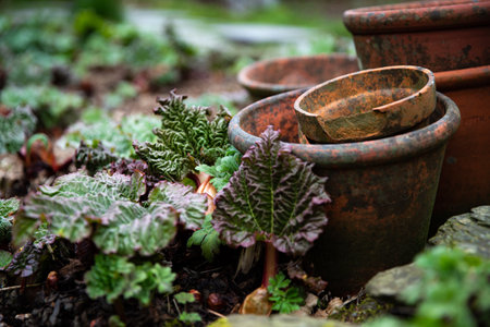 A garden or horticulture background with old and broken terracotta and earthenware plant pots stacked in a rhubarb patch or vegetable garden with copy spaceの写真素材