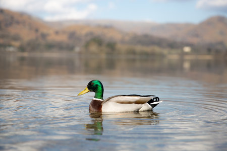 A colourful Mallard duck on a calm lake with copy spaceの写真素材