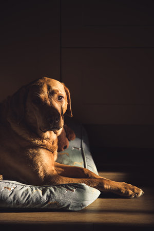 A senior fox red Labrador Retriver gun dog resting at home on a comfortable bed with shafts of sunlight from a window with copy spaceの写真素材