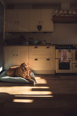 A senior fox red Labrador Retriever gun dog resting at home on a comfortable bed with shafts of sunlight from a window in a country cottage kitchen interior with copy spaceの写真素材