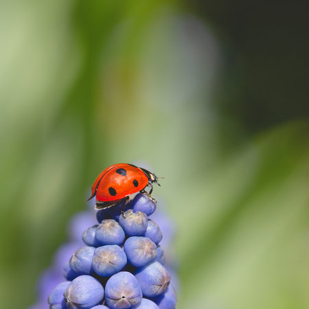 Close up macro photography of a red Ladybird or Ladybug climbing on a blue Muscari flower head in...