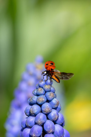 Close up macro photography of a red Ladybird or Ladybug with outstreched wings on a blue Muscari...