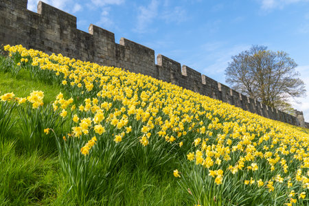 Landscape of the city walls surrounding York with lots of Springtime daffodils in a picturesque travel imageの写真素材
