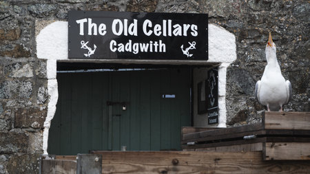 CADGWITH, CORNWALL, UK - JULY 1, 2023.  A traditional Cornish scene with a noisy seagull outside the entrance of The Old Cellars cafe in the popular tourist destination of Cadgwith in Cornwallのeditorial素材