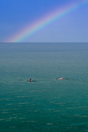 COVERACK, CORNWALL, UK - JULY 1, 2023.  An organised wild water swimming adventure activity in calm turquoise ocean with open water swimming under a beautiful rainbowのeditorial素材