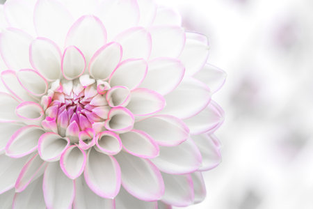 A full frame close up image of the flowering head and tightly packed petals of a pink and white dahlia flower with copy spaceの写真素材