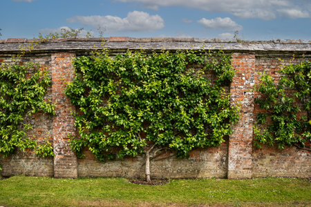 The central stem and fan trained tiered branches of an established espalier pear tree in a cordon with supporting wires against a brick wall with copy spaceの写真素材