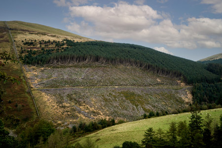 A forest with an area of felled trees that have been cut down and managed to create sustainable woodland for wildlife and the economyの写真素材
