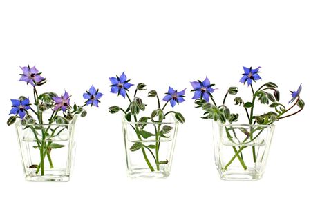 Borage flowers in waterの写真素材