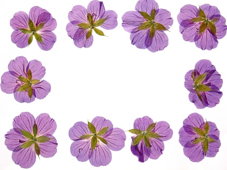 Frame of dried flowersの写真素材