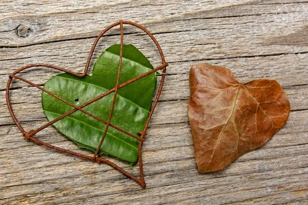 Heart shaped from leafes on wooden backgroundの写真素材