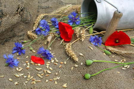 rural still life with poppies, cornflowers and ryeの写真素材
