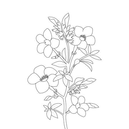 allamanda flower coloring page line art with blooming petals and leaves illustrationのイラスト素材