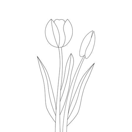 coloring page of tulip flower line drawing of black design on white backgroundのイラスト素材