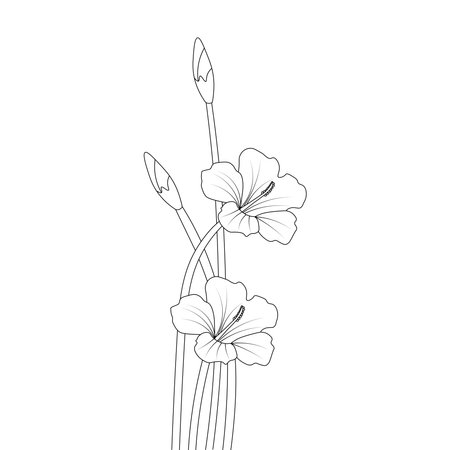 rose of sharon flower sketch of pencil line drawing with black stroke coloring pageのイラスト素材