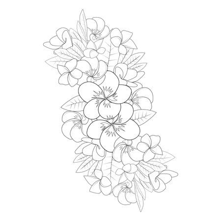 plumeria flower line art sketch with outline stroke of doodle coloring page for printのイラスト素材