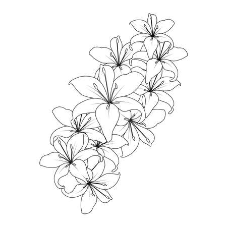doodle lily flower coloring page drawing with line art drawing for printing elementのイラスト素材