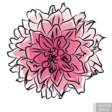 Beautiful pink flower isolated on white background. For your design.のイラスト素材