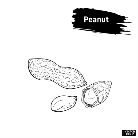 Vector image. Contour drawing of peanuts. Imitation of ink. Peanut sketchのイラスト素材