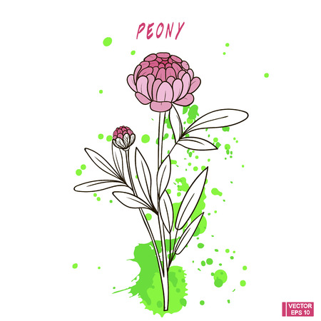 Vector image. Color hand drawing peony. Sketch flower on a background of blots and splashesのイラスト素材