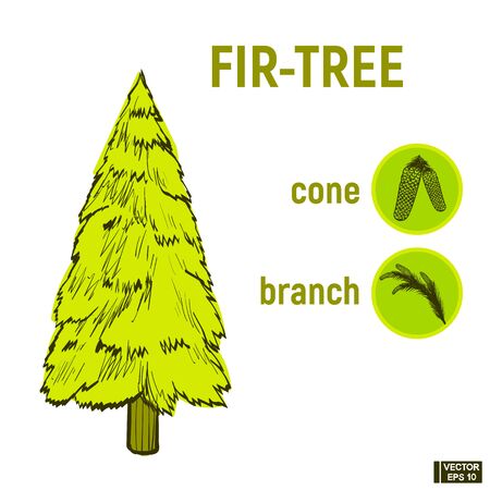 Color drawing of a coniferous tree, a set icon - a fir-tree, a branch and a cone. Sketch green Spruceのイラスト素材