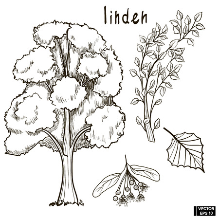 Vector image. Sketch of a tree, imitation of ink. A set of tree linden, branches, seeds and leaves.のイラスト素材
