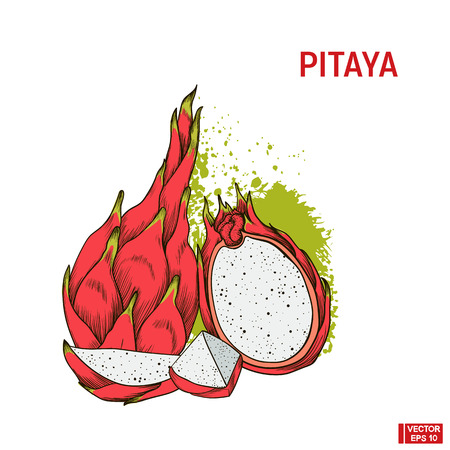 Vector image. A fruit color sketch of pitaya. A set of hand drawing with a picture of dragon fruit and its sliceのイラスト素材