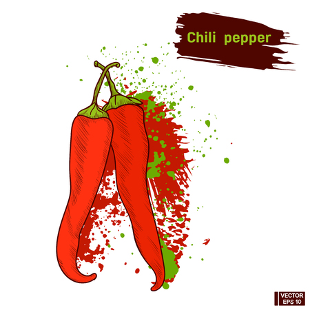 Vector image. Red chili pepper in hand drawing style. Colors sketch of a vegetableのイラスト素材