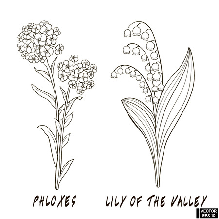 Vector image. Flowers draw hand with ink. A sketch of a lily of the valley and a phlox. Flowers setのイラスト素材