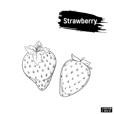 Picture of the outline of an strawberry. Sketch berry hand drawing ink.のイラスト素材