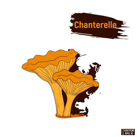Vector image. Colored image of edible mushrooms. Sketch of brown mushrooms chanterelles, imitation of ink splashes and blotsのイラスト素材