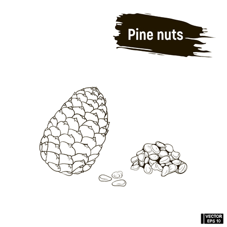Vector image. Outline pattern of cedar nuts. Pine nuts, imitation of ink.のイラスト素材