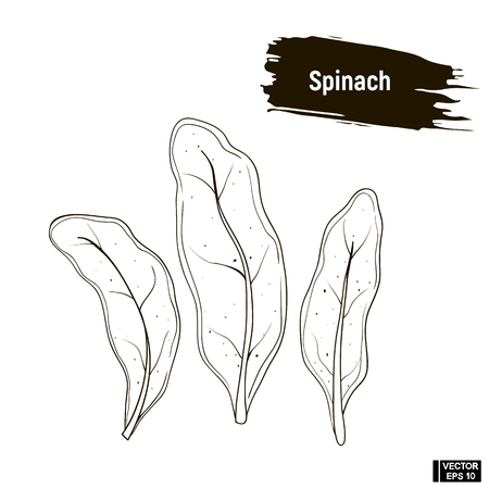 Vector image. Outline drawing of vegetable. Spinach hand drawing sketch, imitation of ink.のイラスト素材