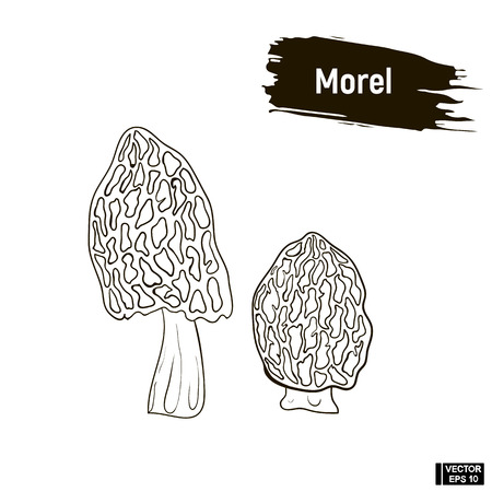 Vector image. Outline drawing of mushrooms. Morel hand drawing sketch, imitation of ink.のイラスト素材