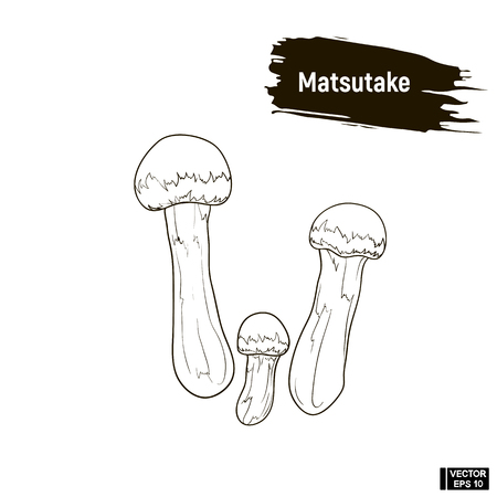 Vector image. Outline drawing of mushrooms. Matsutake hand drawing sketch, imitation of ink.のイラスト素材