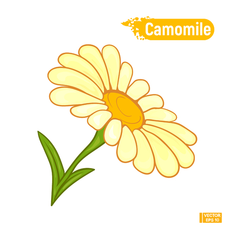 Vector image. Large Bloomed chamomile flower. Color sketchのイラスト素材