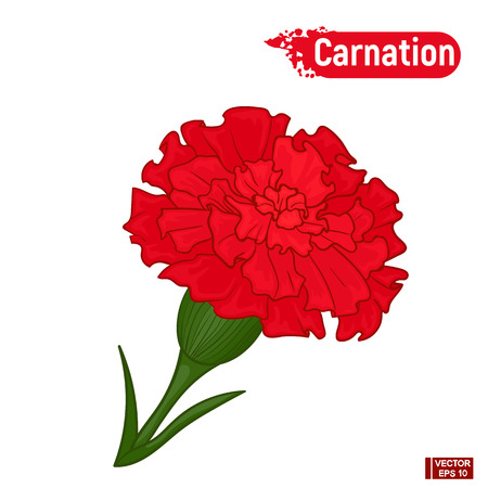 Vector image. A flower of a carnation. Red bright flower.のイラスト素材