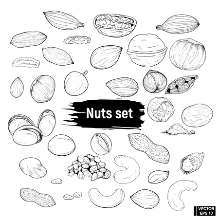 Vector image. A big set of nuts in the style of doodle. Forest nuts line drawing.のイラスト素材