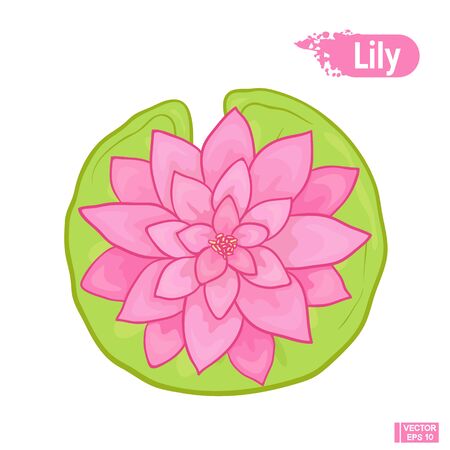 Vector image. Pink water lily flower. Picture of a beautiful blossoming flowerのイラスト素材