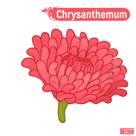 Vector image. Beautiful pink chrysanthemum. A colored sketch of a blossoming yellow flower.のイラスト素材