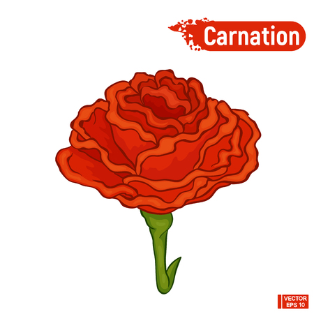 Vector image. A flower of a carnation. Colorful sketch red bright flower.のイラスト素材