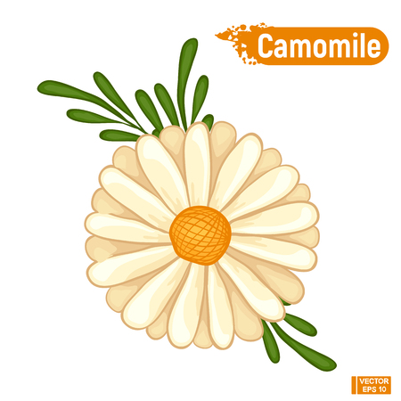 Vector image. Large Bloomed chamomile flower. Colorful sketch chamomileのイラスト素材