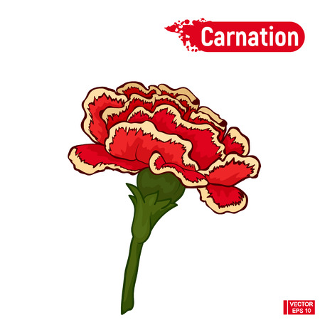 Vector image. A flower of a carnation. Red bright flower.のイラスト素材