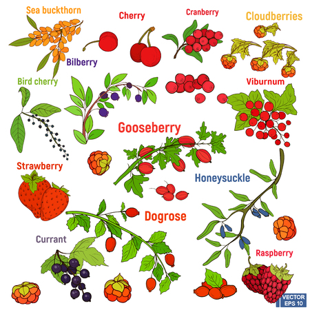 Vector image. Big set of beautiful bright berries. Colored berries hand-drawn.のイラスト素材