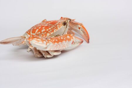  one crab on white backgroundの写真素材