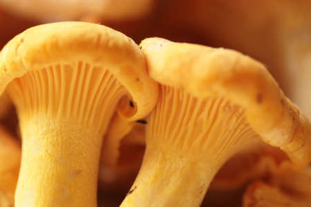 chanterellesの写真素材