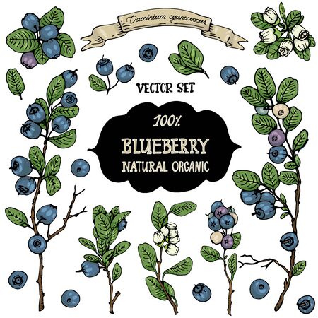 A set of hand-drawn berries isolated. Ðlueberry Bush, blueberries, and blueberry flowers on a white background. Beautiful  botany illustrations.のイラスト素材