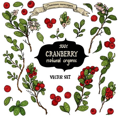 A set of hand-drawn berries isolated. Cranberry and their flowers and leaves on a white background. Beautiful  botany illustrations.のイラスト素材