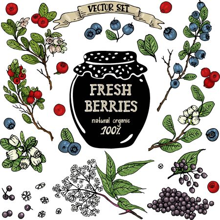 A set of hand-drawn berries isolated. Cranberry, Elderberry, Blueberry  and their flowers and leaves on a white background. Beautiful  botany illustrations.のイラスト素材